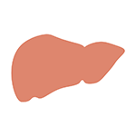 Liver