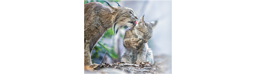 Lynx Mother and Baby