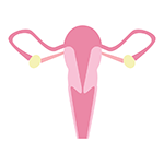 Ovary