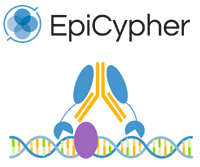 EpiCypher CUTANA™ CUT&RUN Compatible Antibody Image
