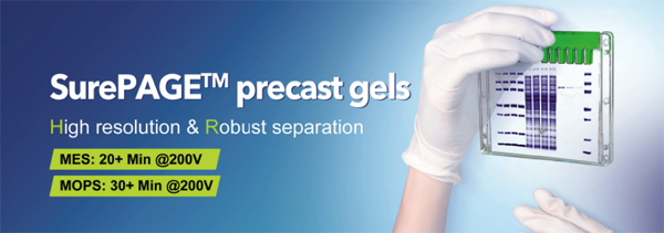 GenScript – SurePAGE™ Precast Gels