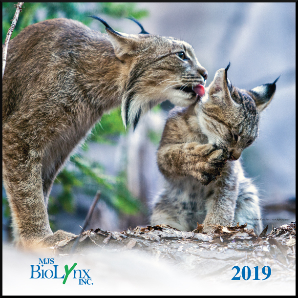 MJS BioLynx 2019 Lynx Calendar