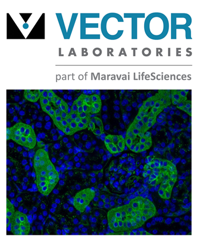 Vector Laboratories IHC