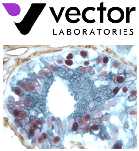 Vector Laboratories - VECTASTAIN Elite ABC-HRP with logo