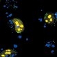 Label IT® Plasmid Delivery Control, Fluorescein