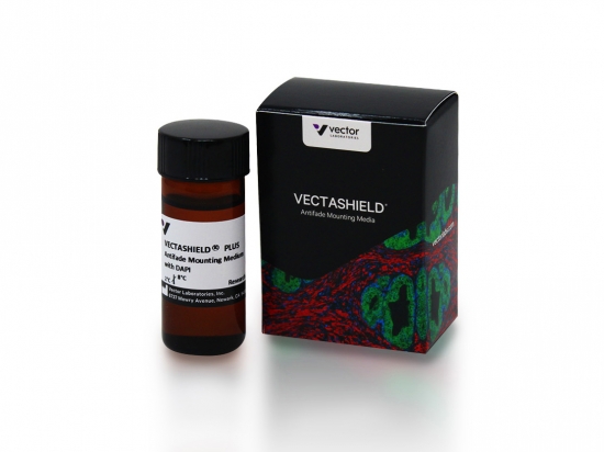 VECTASHIELD® PLUS Antifade Mounting Medium with DAPI