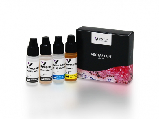 VECTASTAIN® ABC Kit, Peroxidase (Rat IgG)