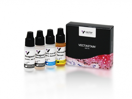 VECTASTAIN® Elite® ABC Kit, Peroxidase (Mouse IgG)