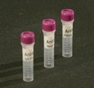 Goat, anti-P.fluorescens HCP, affinity purified, 1mg