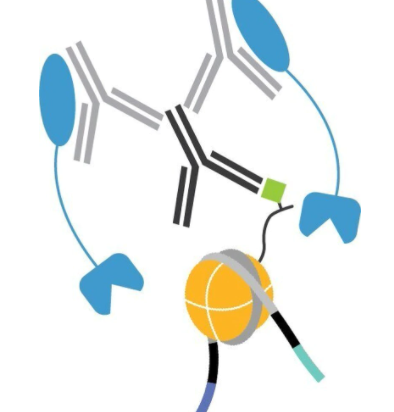 Anti-Rabbit Secondary Antibody for CUTANA™ CUT&Tag