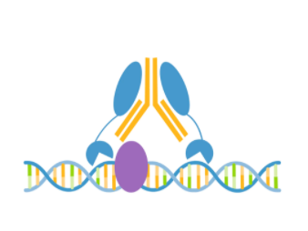 CHD3 CUTANA™ CUT&RUN Antibody