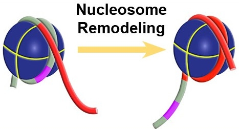 EpiDyne™ Nucleosome Remodeling Assay Substrate ST601-GATC1