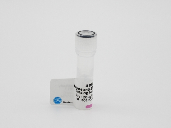 Rabbit anti-CC2D1B-Antibody IgG
