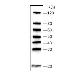 WB-MASTER Protein Standard