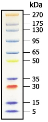 Broad Multi Color Pre-Stained Protein Standard