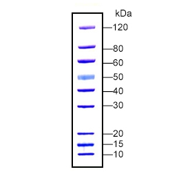 PAGE-MASTER Protein Standard Plus