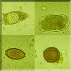 Protozoa Stained Slides